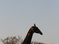 Marion, Romane South Africa 2014 (44 of 45) : KNP Pretoriuskop, Marion visit